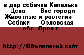 в дар собачка Капелька › Цена ­ 1 - Все города Животные и растения » Собаки   . Орловская обл.,Орел г.